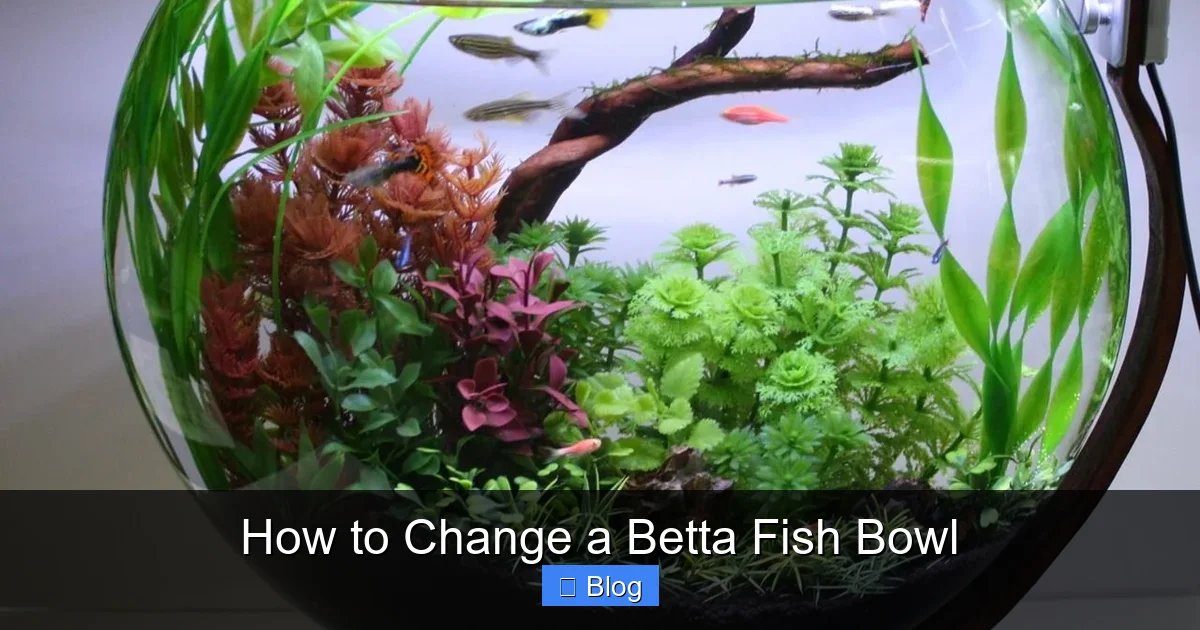 How to Change a Betta Fish Bowl
