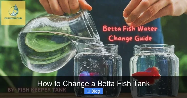 How to Change a Betta Fish Tank