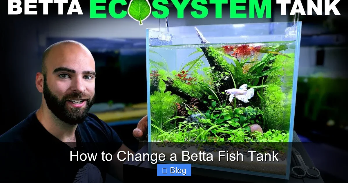 How to Change a Betta Fish Tank