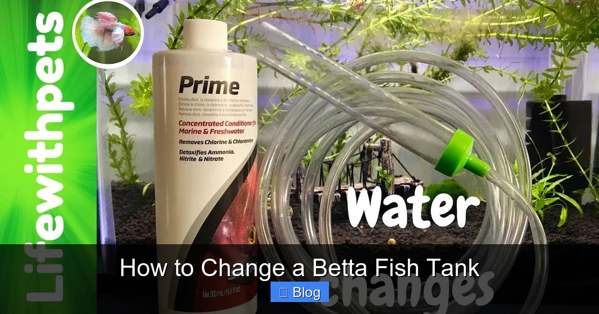 How to Change a Betta Fish Tank