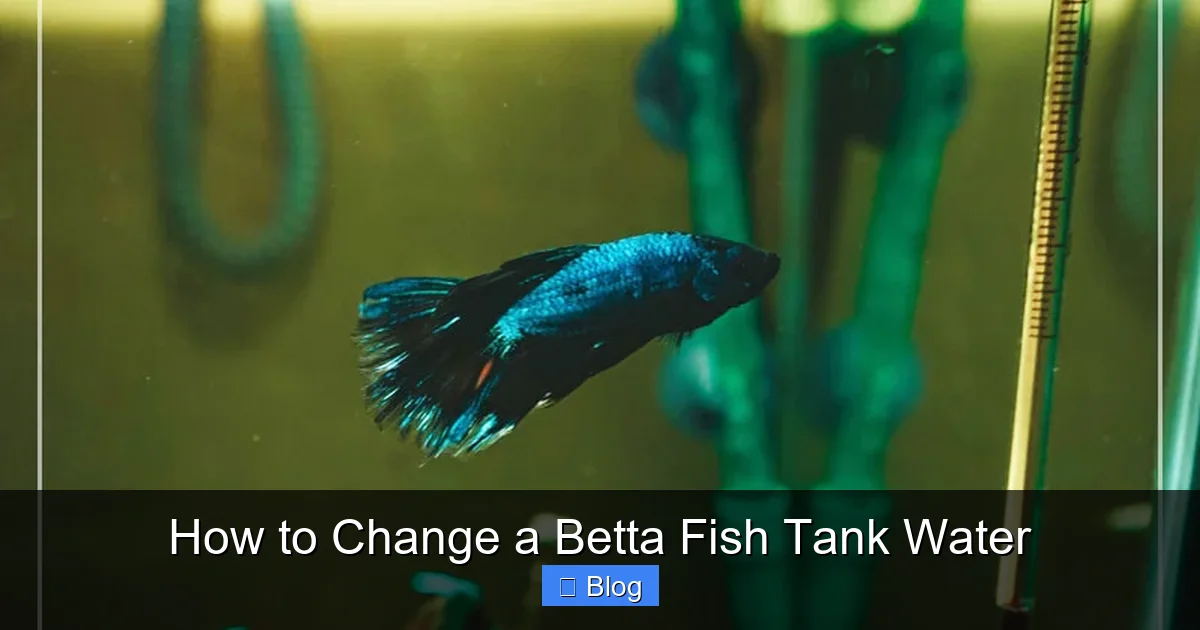 How to Change a Betta Fish Tank Water