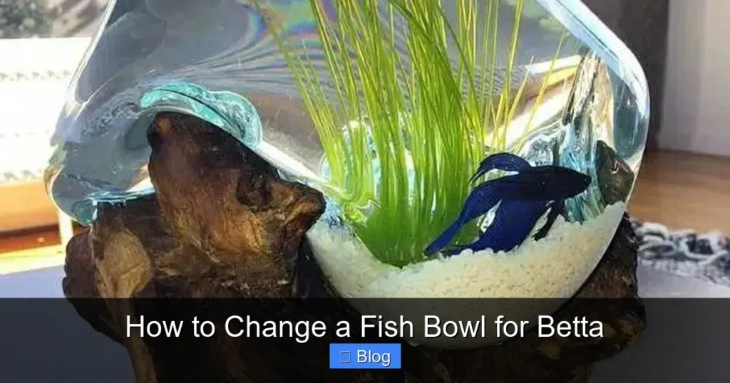How to Change a Fish Bowl for Betta