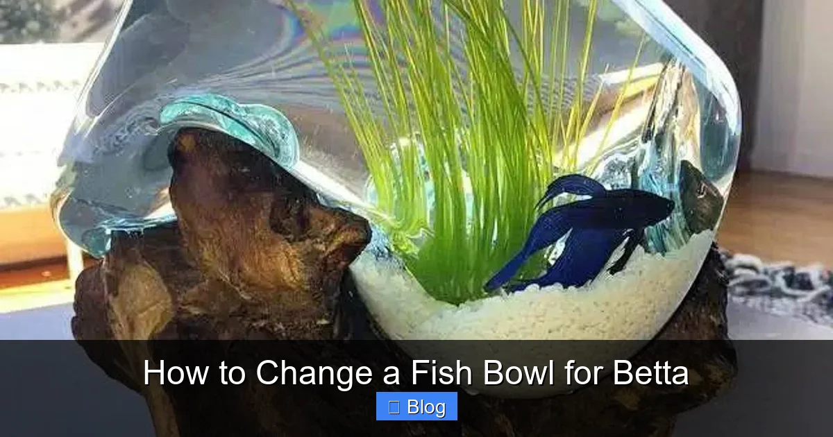 How to Change a Fish Bowl for Betta