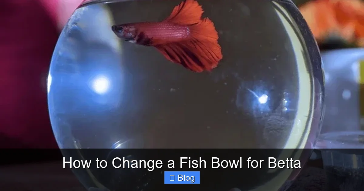 How to Change a Fish Bowl for Betta