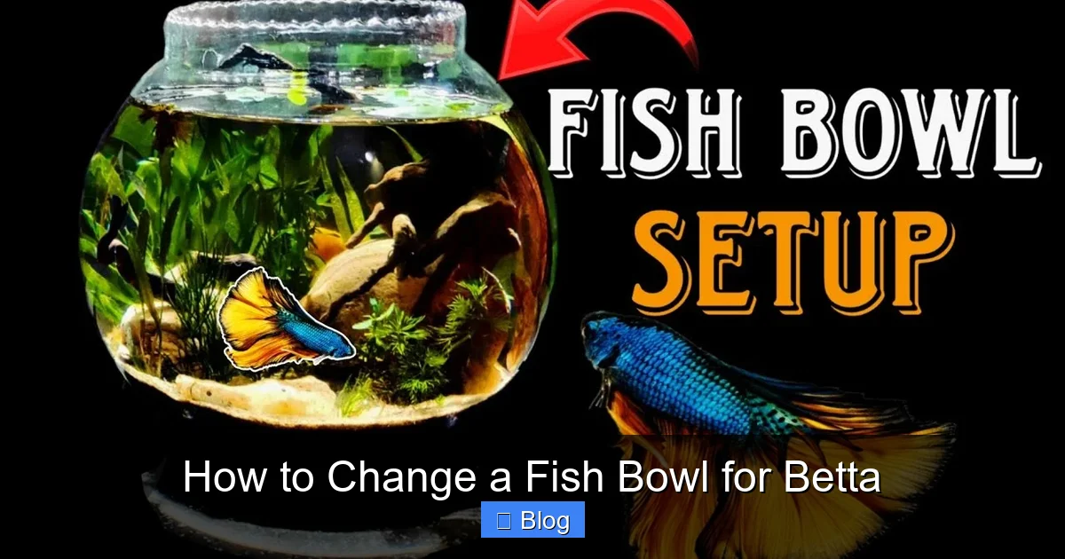 How to Change a Fish Bowl for Betta