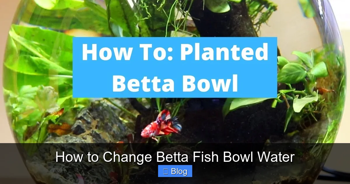 How to Change Betta Fish Bowl Water