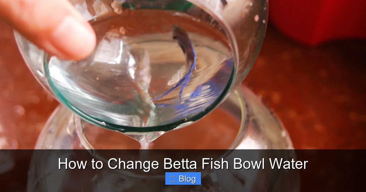 How to Change Betta Fish Bowl Water
