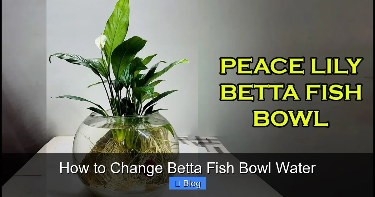 How to Change Betta Fish Bowl Water