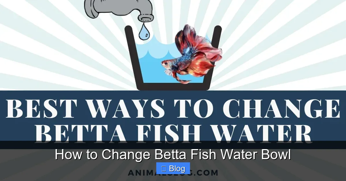How to Change Betta Fish Water Bowl
