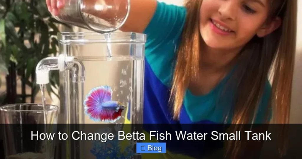 How to Change Betta Fish Water Small Tank