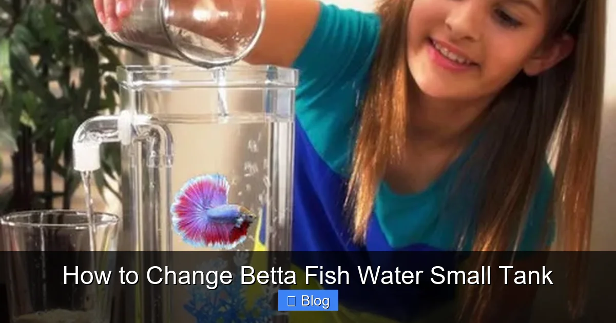 How to Change Betta Fish Water Small Tank