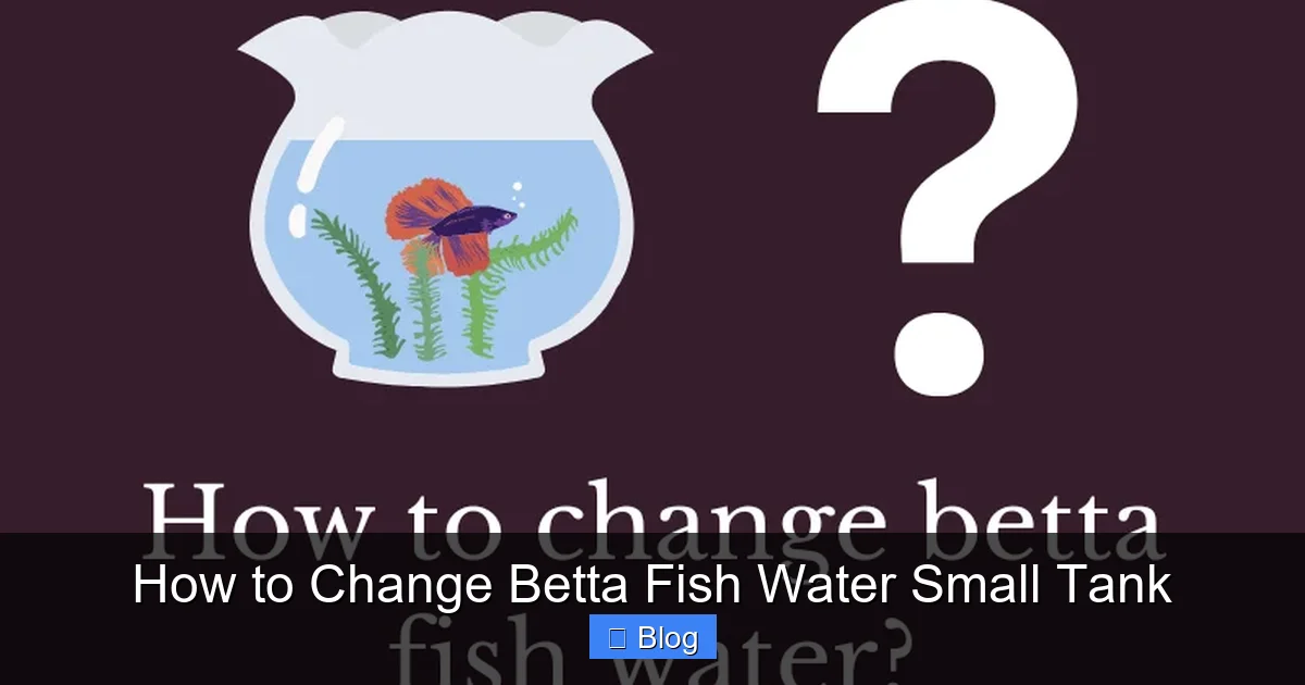 How to Change Betta Fish Water Small Tank