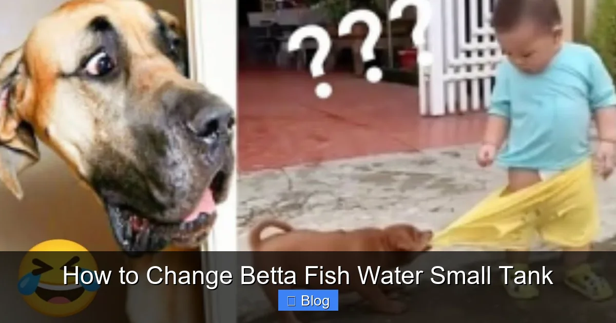 How to Change Betta Fish Water Small Tank