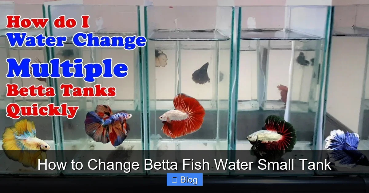 How to Change Betta Fish Water Small Tank