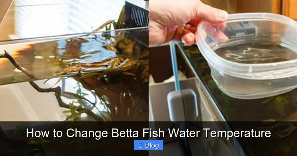 How to Change Betta Fish Water Temperature