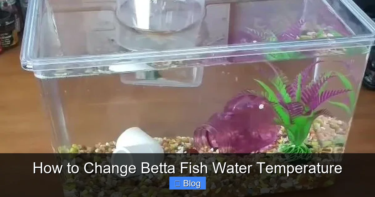 How to Change Betta Fish Water Temperature