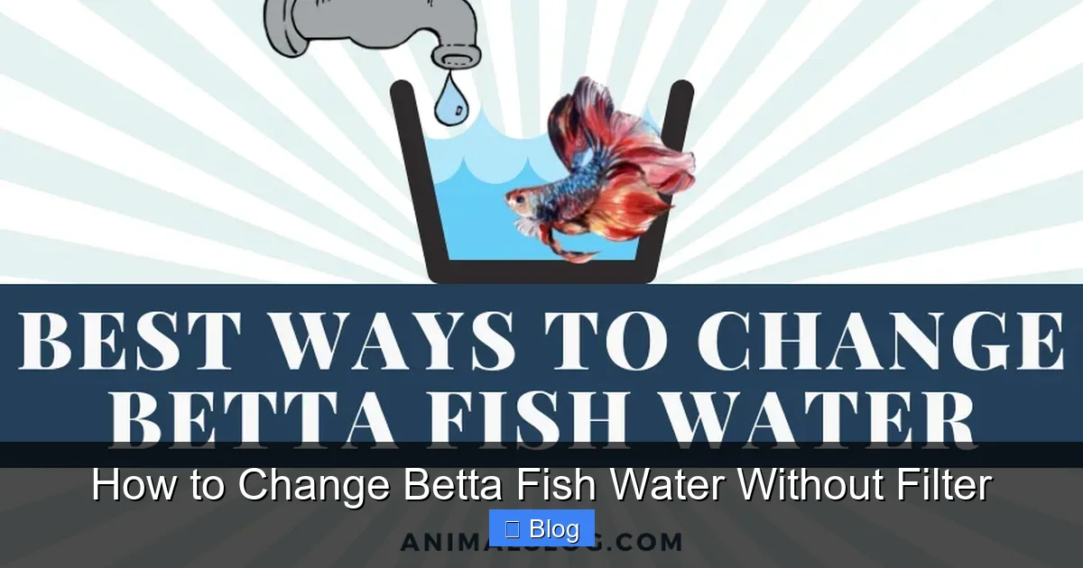 How to Change Betta Fish Water Without Filter