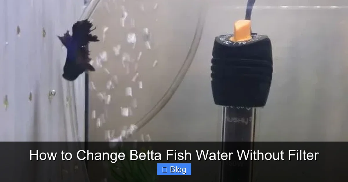 How to Change Betta Fish Water Without Filter