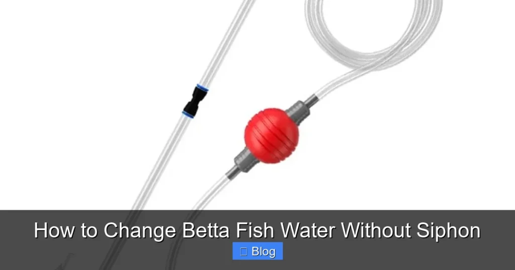 How to Change Betta Fish Water Without Siphon