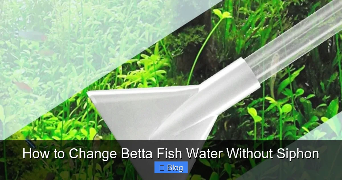 How to Change Betta Fish Water Without Siphon