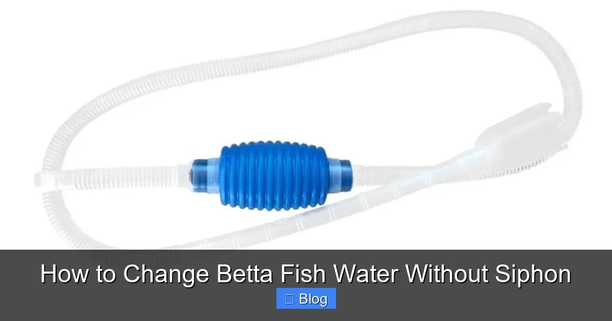 How to Change Betta Fish Water Without Siphon