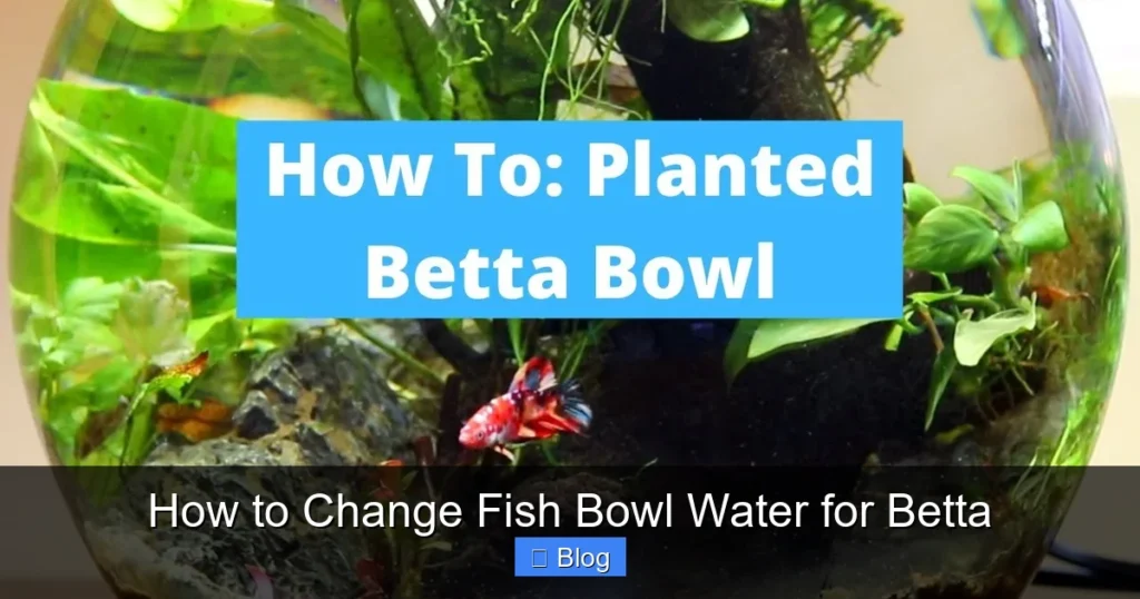 How to Change Fish Bowl Water for Betta