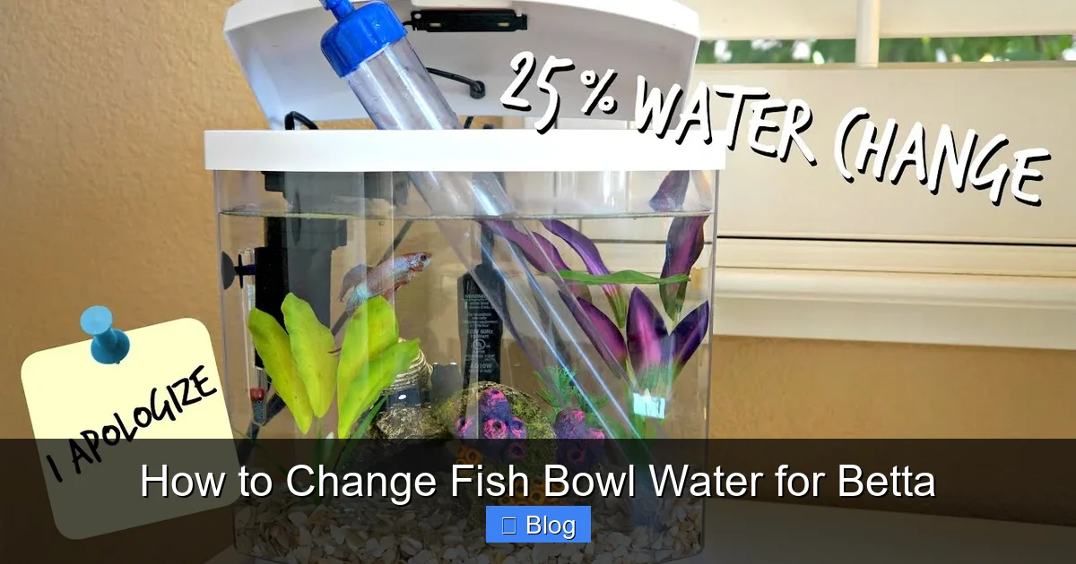 How to Change Fish Bowl Water for Betta
