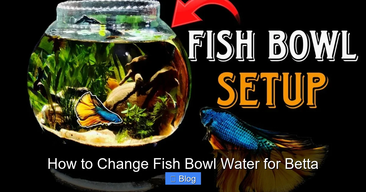 How to Change Fish Bowl Water for Betta