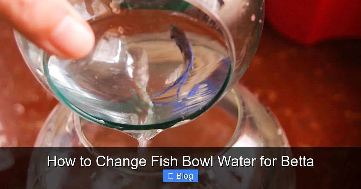 How to Change Fish Bowl Water for Betta