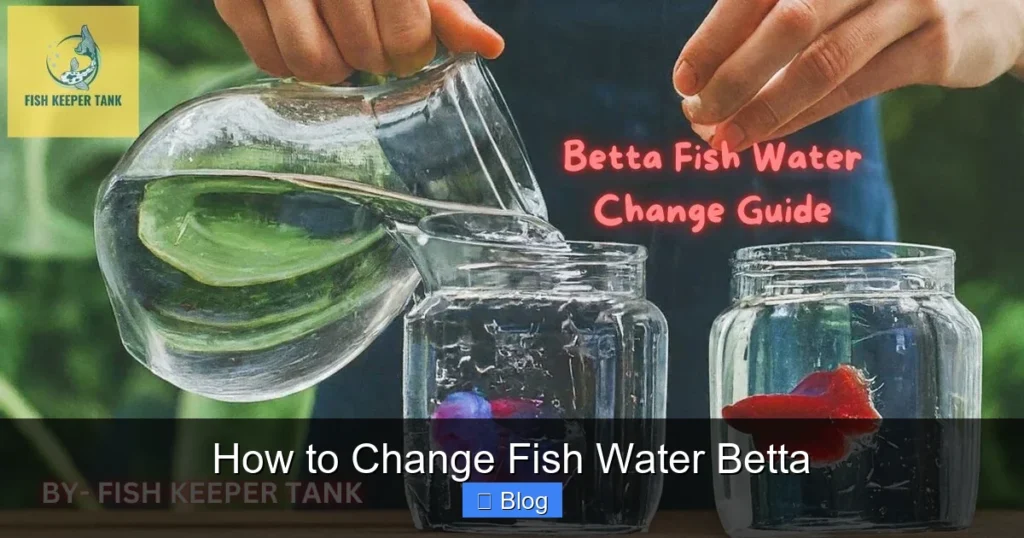 How to Change Fish Water Betta