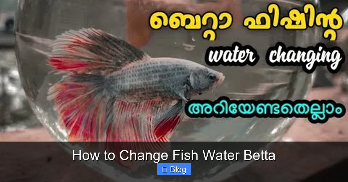 How to Change Fish Water Betta
