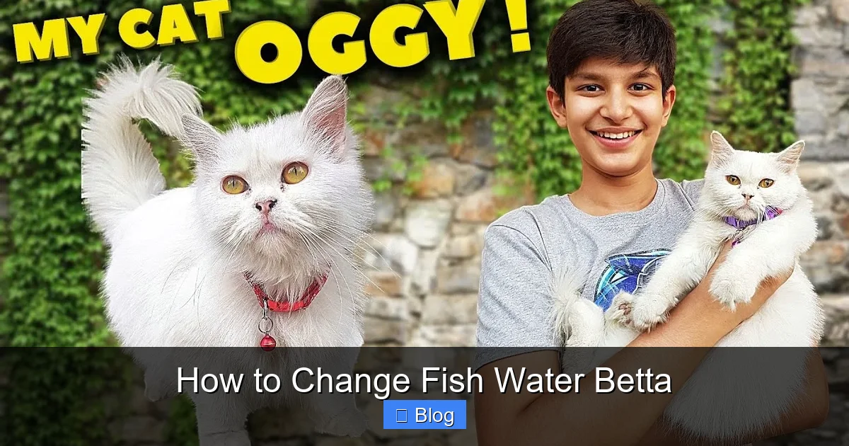 How to Change Fish Water Betta