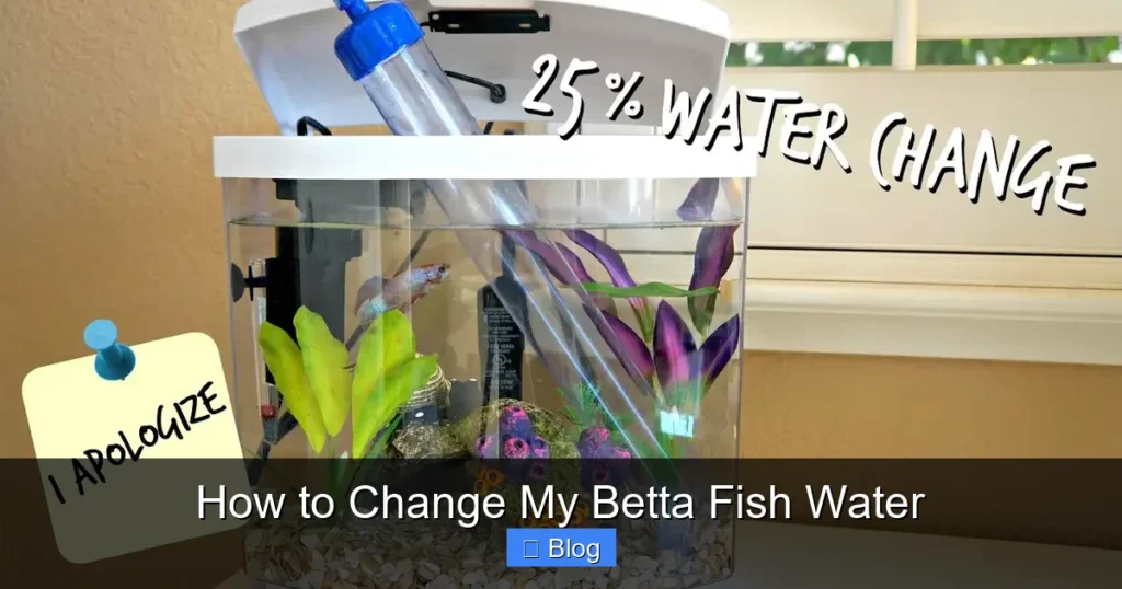 How to Change My Betta Fish Water