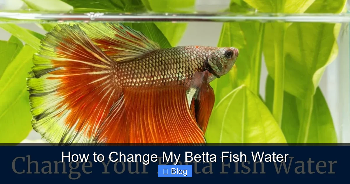 How to Change My Betta Fish Water