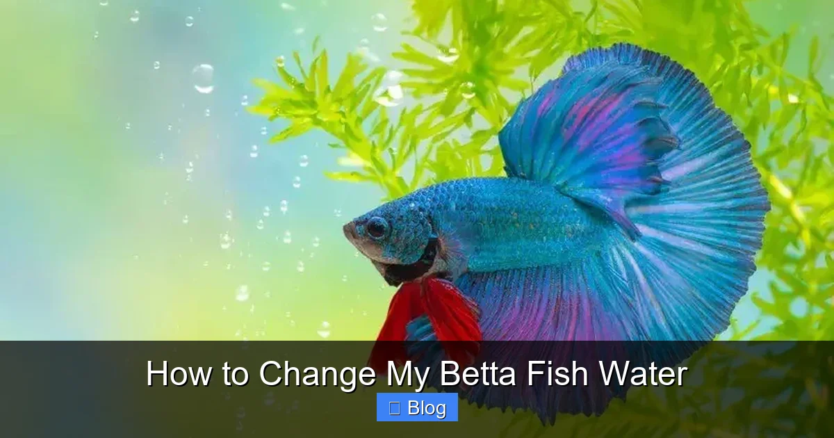 How to Change My Betta Fish Water