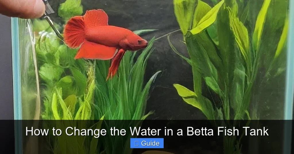 How to Change the Water in a Betta Fish Tank