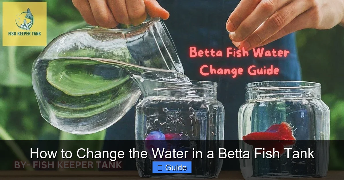How to Change the Water in a Betta Fish Tank