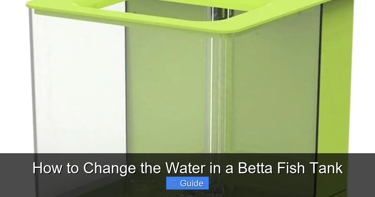 How to Change the Water in a Betta Fish Tank