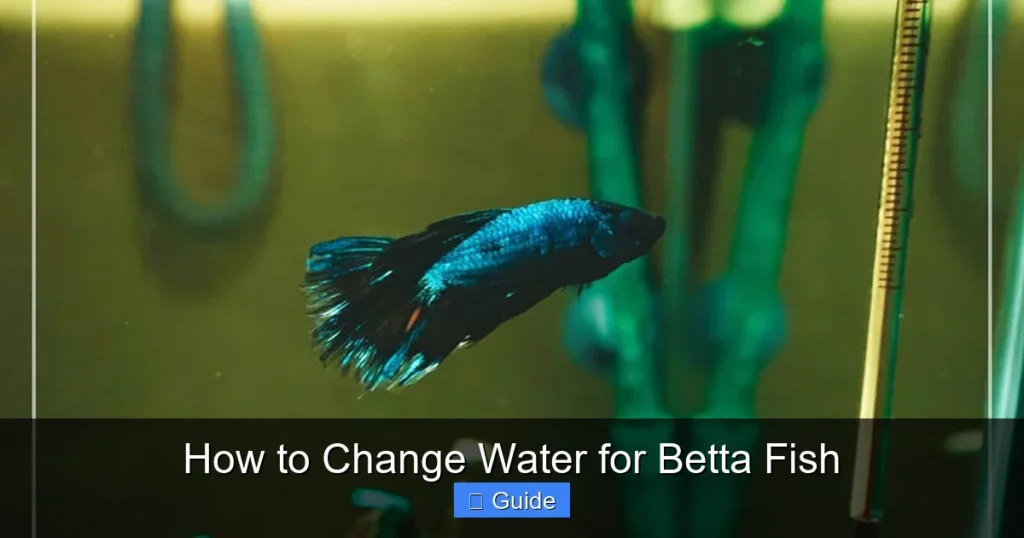 How to Change Water for Betta Fish