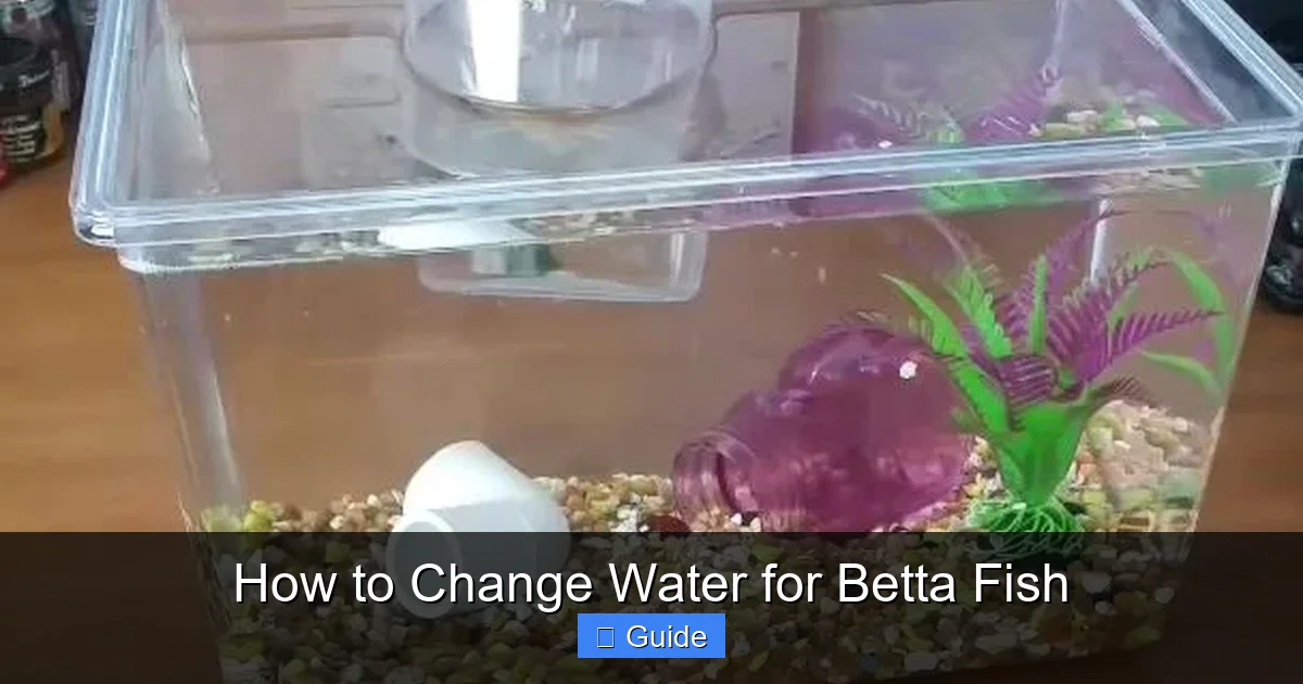 How to Change Water for Betta Fish