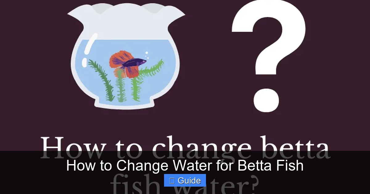 How to Change Water for Betta Fish