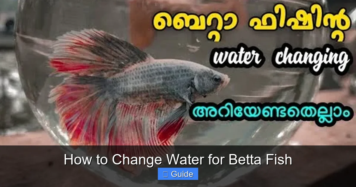 How to Change Water for Betta Fish