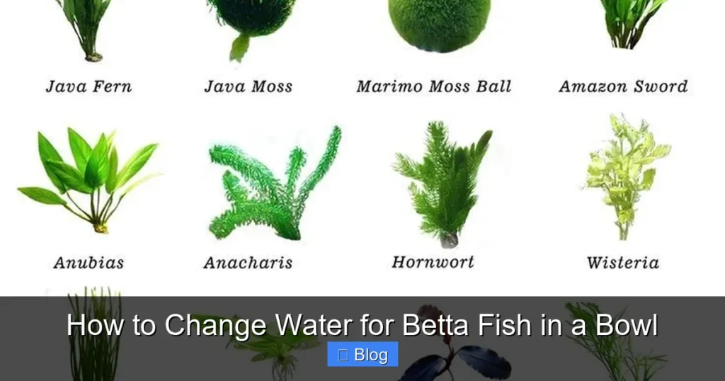 How to Change Water for Betta Fish in a Bowl