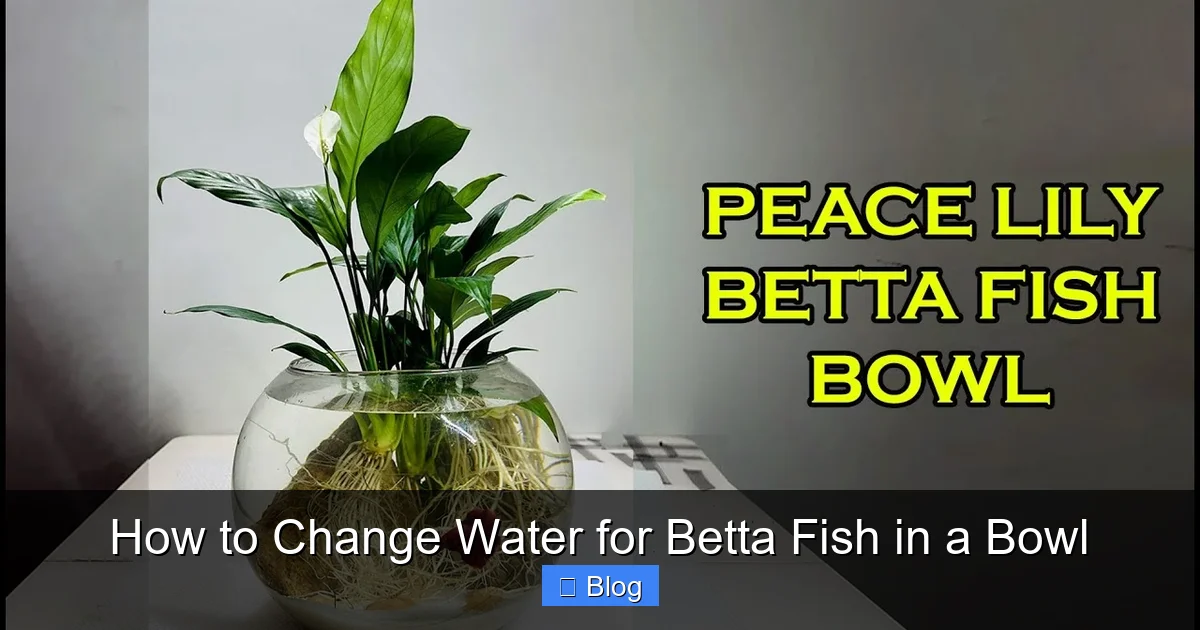 How to Change Water for Betta Fish in a Bowl