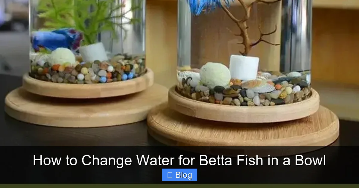 How to Change Water for Betta Fish in a Bowl