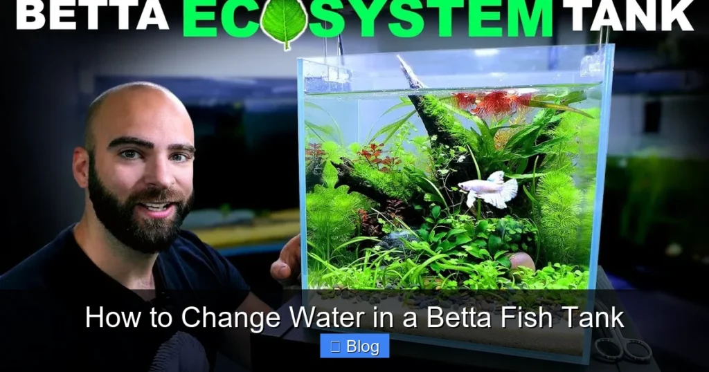 How to Change Water in a Betta Fish Tank