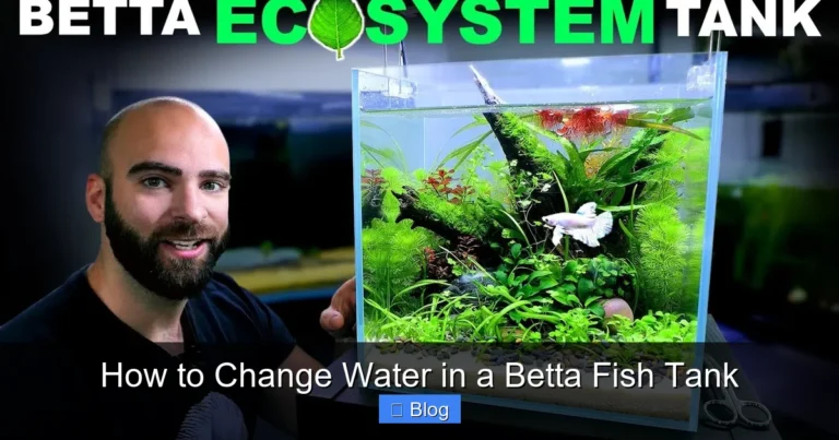 How to Change Water in a Betta Fish Tank