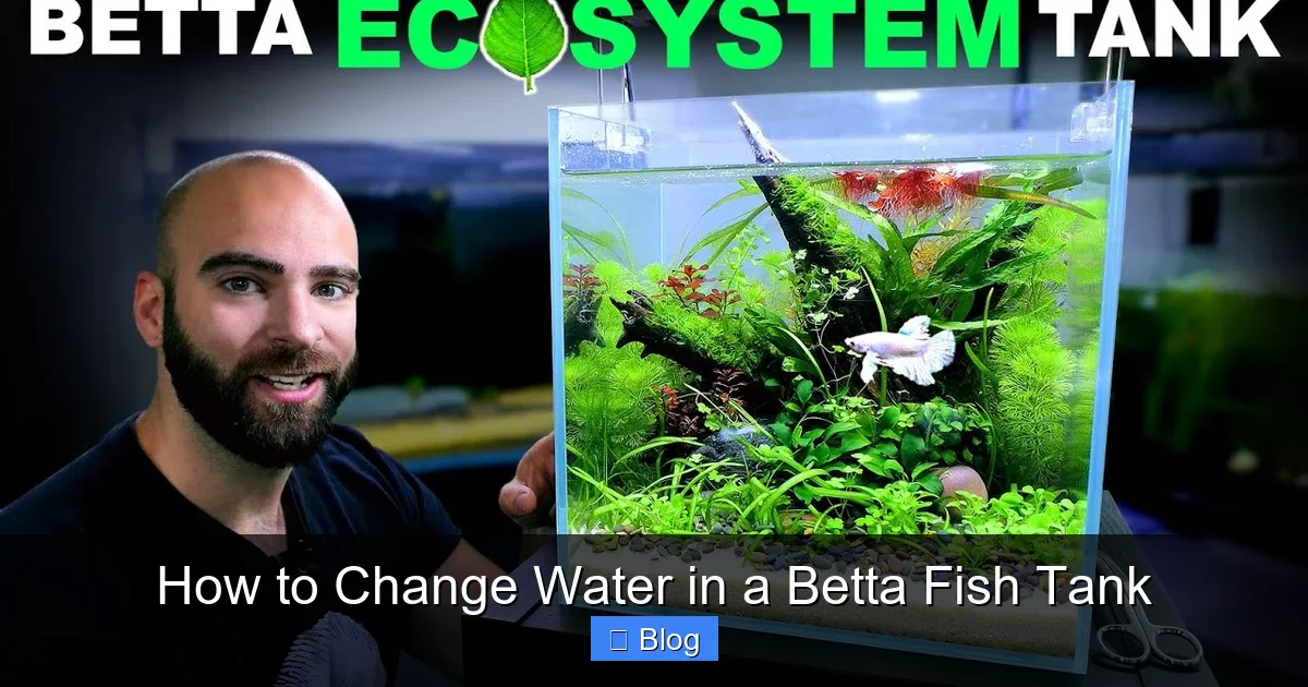 How to Change Water in a Betta Fish Tank
