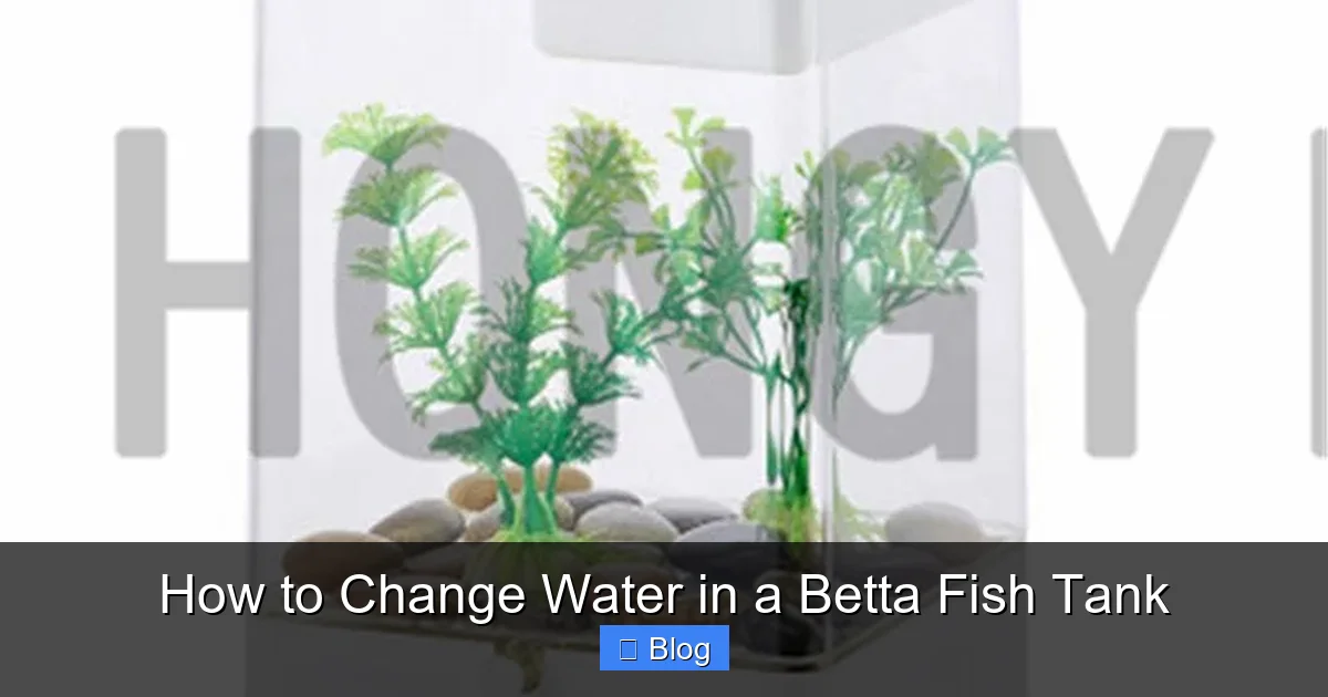How to Change Water in a Betta Fish Tank