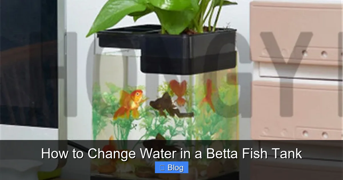 How to Change Water in a Betta Fish Tank